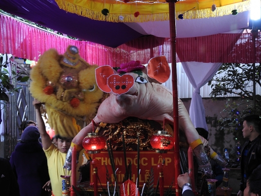 Cận cảnh những 'Ông lợn' nặng 200 kg tại lễ hội La Phù ngam nhung ong lon khung trong le hoi la phu nam 2017