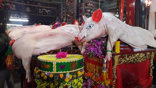 Cận cảnh những 'Ông lợn' nặng 200 kg tại lễ hội La Phù ngam nhung ong lon khung trong le hoi la phu nam 2017