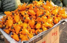 Bày quả 'cà vú dê' chưng Tết cẩn thận nguy cơ bị ngộ độc