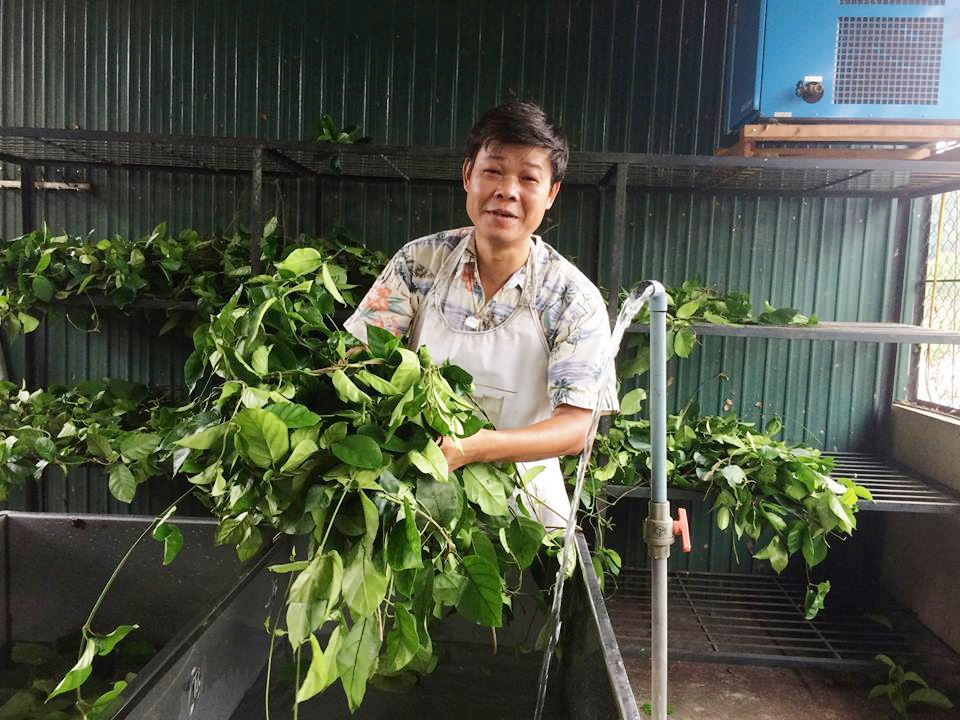 nen dung day thia canh kho duoi dang che pha nuoc de phong chong benh tieu duong