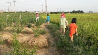 chuyen ve nhung hoc sinh khong co mua he