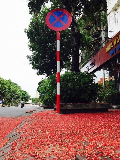 can canh nhung tam tham bang hoa loc vung dep ngat ngay