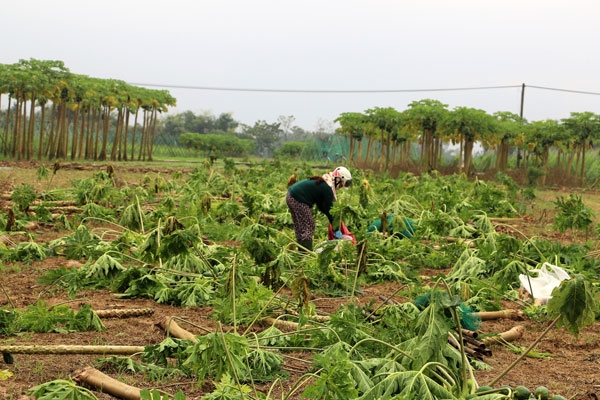 Dân khóc ròng vì mất trắng vụ rau Tết do mưa lũ dan khoc rong vi mat trang vu rau tet do mua lu