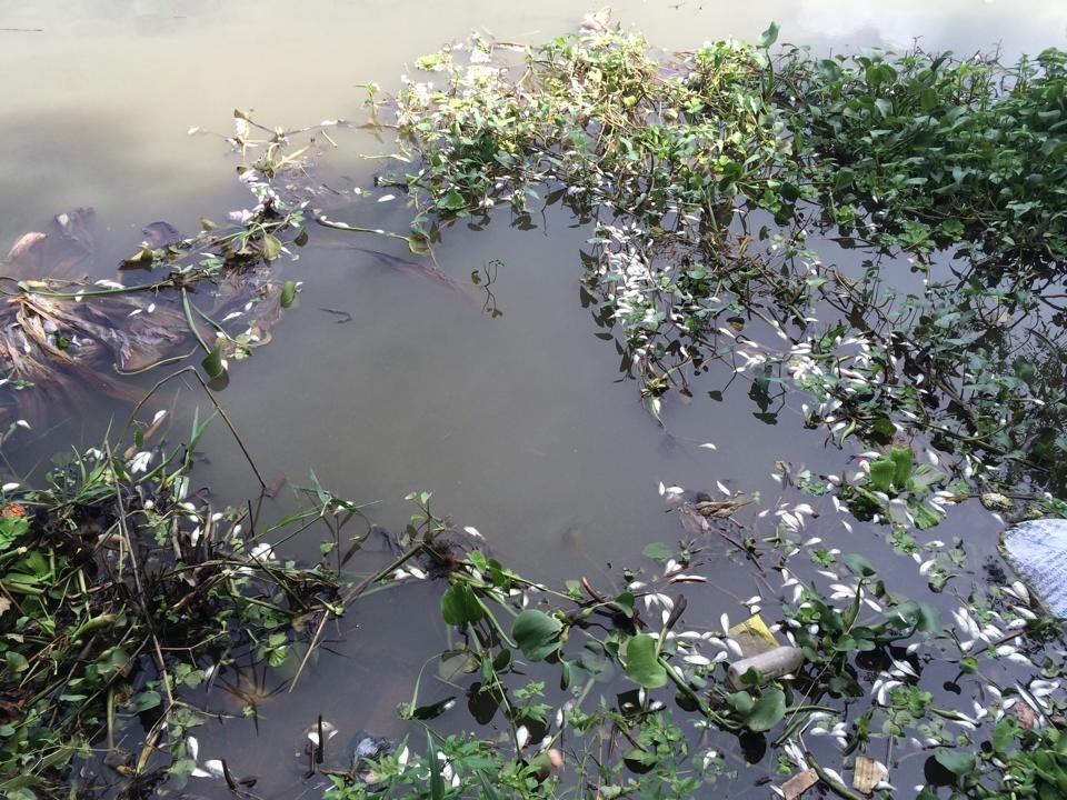 ha nam ca chet trang bat thuong ngay canh nha may nuoc sach