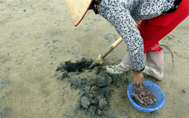 xem ngu dan san dac san tien trieu o bien quang ninh