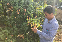 Sản lượng vải thiều Bắc Giang mất mùa, giá tăng mạnh