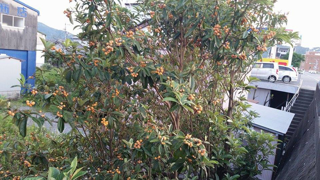 su that te ngua ve qua biwa nhat 4 trieukg khien dan ha thanh phat sot