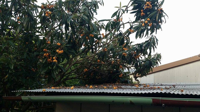 su that te ngua ve qua biwa nhat 4 trieukg khien dan ha thanh phat sot