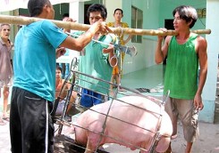Thông tin mới nhất giá heo hơi hôm nay 5/7