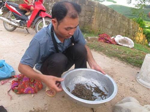 thuong lai trung quoc mua dia gia toi 600000 dongkg de lam gi