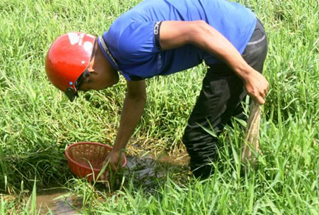 thuong lai trung quoc mua dia gia toi 600000 dongkg de lam gi