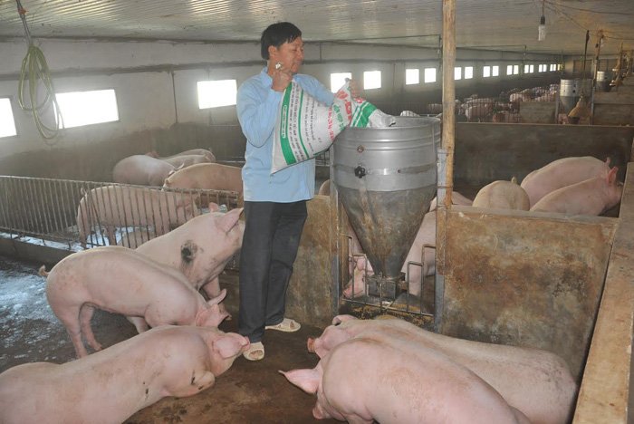 Thịt lợn tăng mạnh: 6 tháng lỗ nặng mới bắt đầu hòa vốn thit lon tang manh 6 thang lo nang moi bat dau hoa von