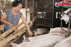 Giá lợn tăng gấp đôi: Chớ vội mừng!