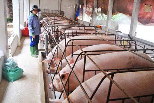 gia lon hom nay sau 3 ngay dung gia nhung nan nhan dau tien len tieng