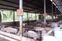 gia lon hoi tang manh tieu thuong nguoi tieu dung e de