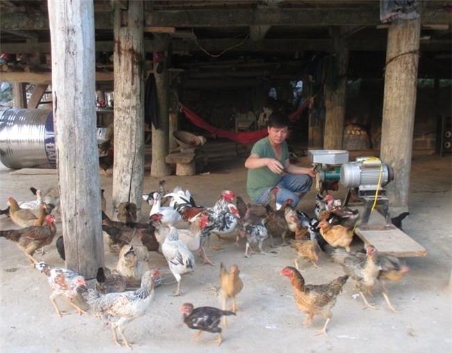 ga lon giun que hang hiem mot thoi tran ra thi truong voi gia re